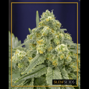 Silent Seeds White Widow | Feminized | 5 or 10 seeds