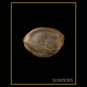 Silent Seeds White Widow | Feminisiert | 5 oder 10 Samen