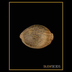 Silent Seeds Zkittlez 2.0 | Feminized | 5 or 10 seeds