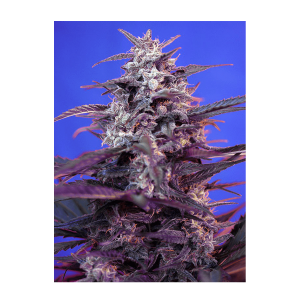 Sweet Seeds Bloody Skunk | Automatic | 3 or 5 seeds