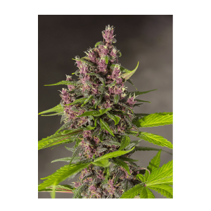 Sweet Seeds Bloody Skunk | Automatic | 3 or 5 seeds