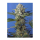 Sweet Seeds Crystal Candy F1 Fast Version | Feminized | 3/5/25/100 seeds