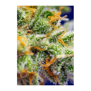 Sweet Seeds Crystal Candy XL | Automatic | 3/5/25/100 seeds