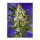 Sweet Seeds Fast Bud#2 | Automatic | 3 or 5 seeds