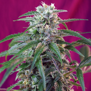Sweet Seeds Green Poison | Automatic | 3 or 5 seeds