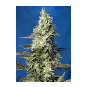 Sweet Seeds Green Poison XL | Automatic | 3/5/25/100 seeds