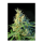Sweet Seeds Psicodelicia | Feminisiert | 3 oder 5 Samen