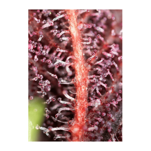 Sweet Seeds Red Hot Cookies | Feminized | 3/5/25/100 seeds