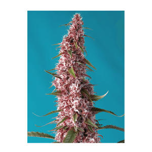 Sweet Seeds Red Pure CBD | Automatic | 3/5/25/100 seeds