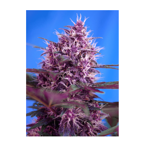 Sweet Seeds Red Poison | Automatic | 3/5/25/100 seeds