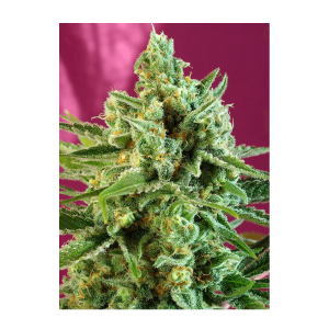 Sweet Seeds S.A.D. Sweet Afgani Delicious CBD |...