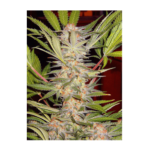 Sweet Seeds S.A.D. Sweet Afgani Delicious F1 Fast Version...