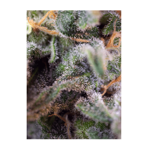 Sweet Seeds S.A.D. Sweet Afgani Delicious S1 | Feminisiert | 3/5/25/100 Samen
