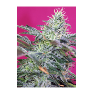 Sweet Seeds Sweet Cheese | Automatic | 3/5/25/100 seeds