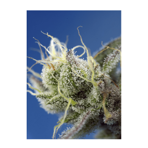 Sweet Seeds Sweet Cheese XL | Automatic | 3/5/25/100 seeds