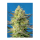 Sweet Seeds Sweet Cheese XL | Automatic | 3/5/25/100 seeds