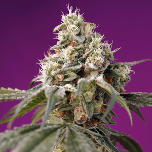 Sweet Seeds Bruce Banner | Automatic | 3/5/25/100 seeds