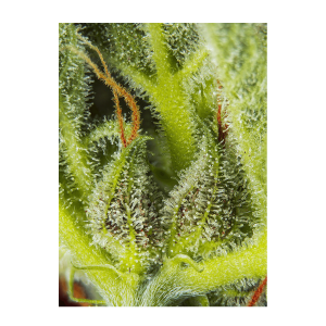 Sweet Seeds Cream Mandarine XL | Automatik | 3/5/25/100...