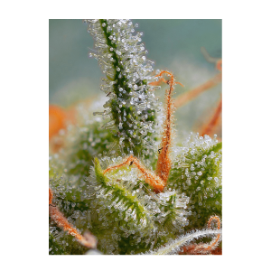 Sweet Seeds Crystal Candy | Automatic | 3/5/25/100 seeds