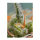 Sweet Seeds Crystal Candy | Automatic | 3/5/25/100 seeds