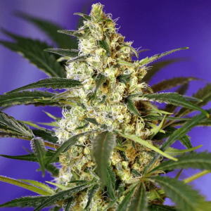Sweet Seeds Fast Bud | Automatic | 3 or 5 seeds