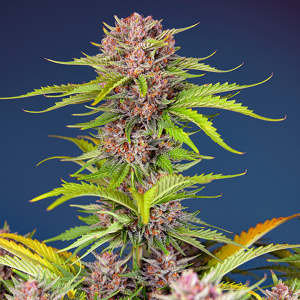 Sweet Seeds Mimosa Bruce Banner XL | Automatic |...