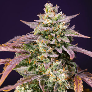Sweet Seeds Purple Punch OG XL | Automatic | 3/5/25/100...