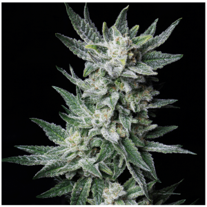 T.H. Seeds Bubblegum | Automatic | 5 or 10 seeds