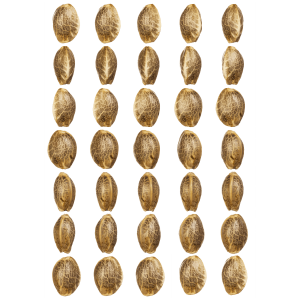 T.H. Seeds Bubblegum | Automatic | 5 or 10 seeds