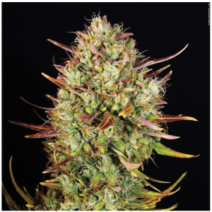 T.H. Seeds MK Ultra | Automatic | 5 or 10 seeds