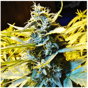 T.H. Seeds Northern Hog | Automatic | 6 or 10 seeds