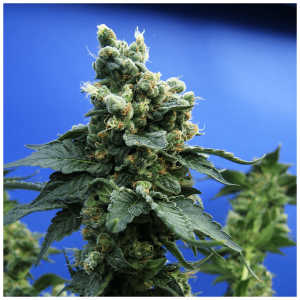 T.H. Seeds Sage n Sour | Feminized | 5 or 10 seeds