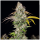 T.H. Seeds UnderDawg | Feminisiert | 5 oder 10 Samen