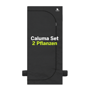 Caluma Set | 2 Pflanzen | 80 x 80cm | 240W