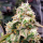 Humboldt Seeds Gushers Fast Flowering | Feminisiert | 5/10 Samen