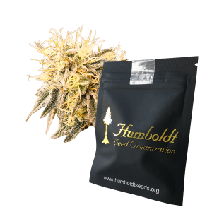 Humoldt Seeds SundogZ | Fem | 3/5/10 Seeds