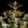 Fast Buds Apple Strudel | Automatik | 3/5/10/25/100 Samen