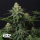 Fast Buds Wedding Cheesecake FF | Fast Flowering | 3 Samen