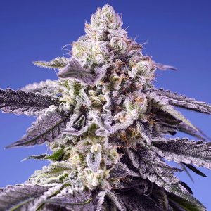 Sweet Seeds Permanent Jealousy XL | Automatik |...