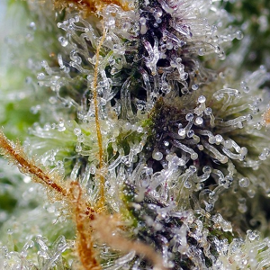 Sweet Seeds Mental Rainbow F1 Fast Version | Feminisiert...