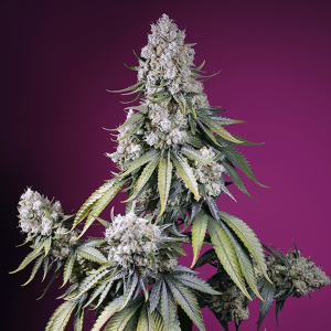 Sweet Seeds Jealousy Z XL | Automatik | 3/5/25/100 Samen