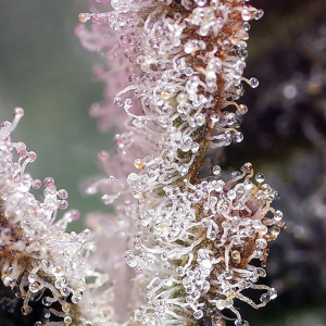 Sweet Seeds Jet Fuel Mandarine XL | Automatik |...