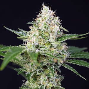 Bushplanet Seedling | Cream Caramel | Sweet Seeds