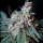 Bushplanet Seedling | Crystal Candy | Feminsiert | Seedling