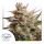 Dutch Passion Auto Melonade Runtz® | Automatic | 3 seeds