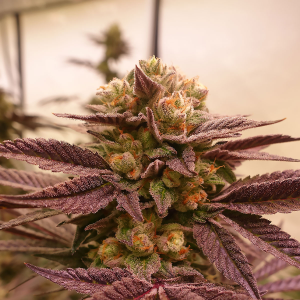 Bushplanet Seedling | MOB x Runtz | T.H. Seeds