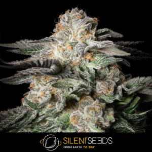 Silent Seeds Mint Candy | Feminisiert | 5 Samen