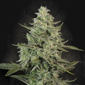 Bushplanet Seedling | Mendo Creme | Paradise Seeds