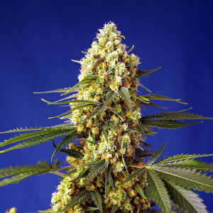 Bushplanet Seedling | Strawberry Banana Gelato XL Autoflowering | Sweet Seeds