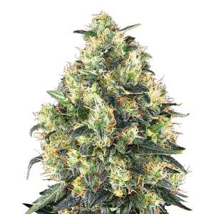 Sensi Seeds Seedling | Super Skunk Autoflowering